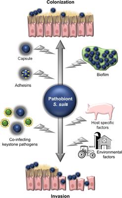 Streptococcus suis – The “Two Faces” of a Pathobiont in the Porcine Respiratory Tract